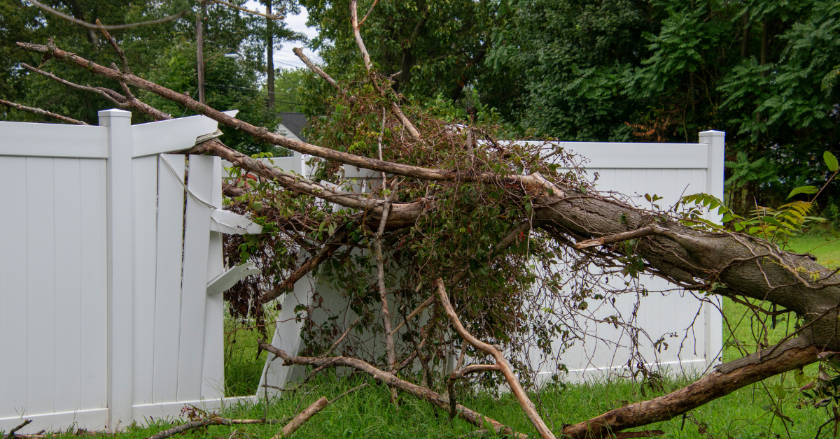 A tree fell on a white fence. 